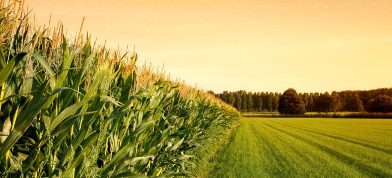 Оптимальные сроки уборки кукурузы