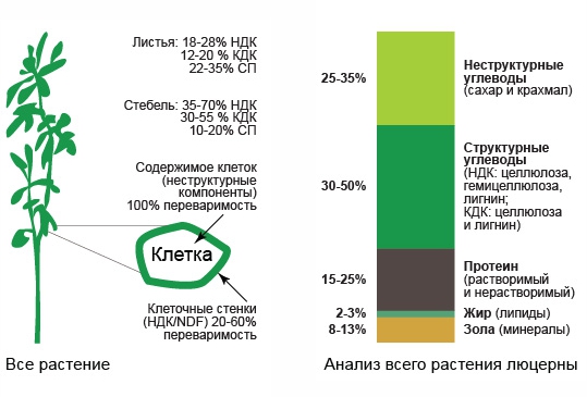 Это изображение имеет пустой атрибут alt; его имя файла - ponimat-kachestvo-obemistyh-kormov-komponenty.jpg