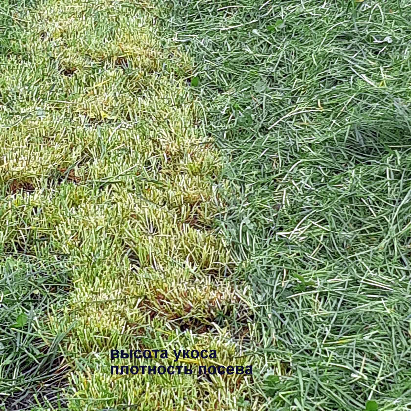 Конкурс лучший силос сенаж 2018 фото